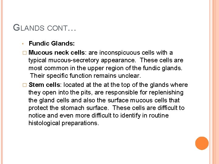 GLANDS CONT… Fundic Glands: � Mucous neck cells: are inconspicuous cells with a typical
