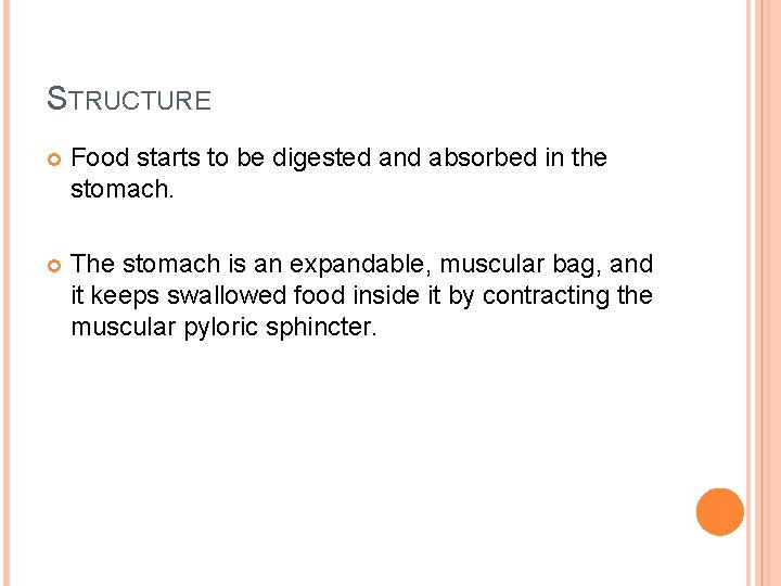 STRUCTURE Food starts to be digested and absorbed in the stomach. The stomach is