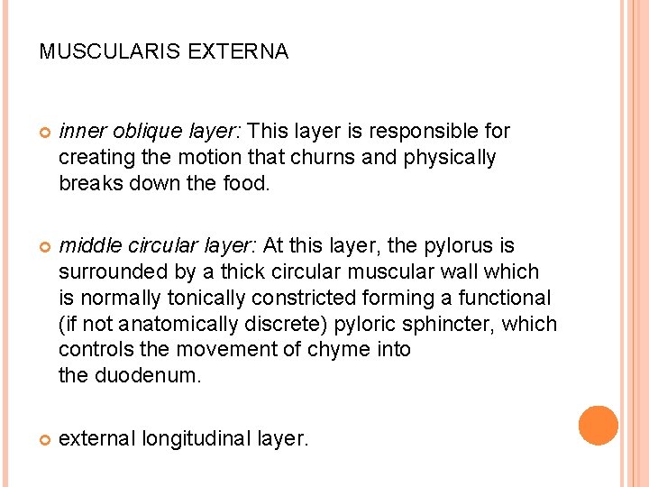 MUSCULARIS EXTERNA inner oblique layer: This layer is responsible for creating the motion that