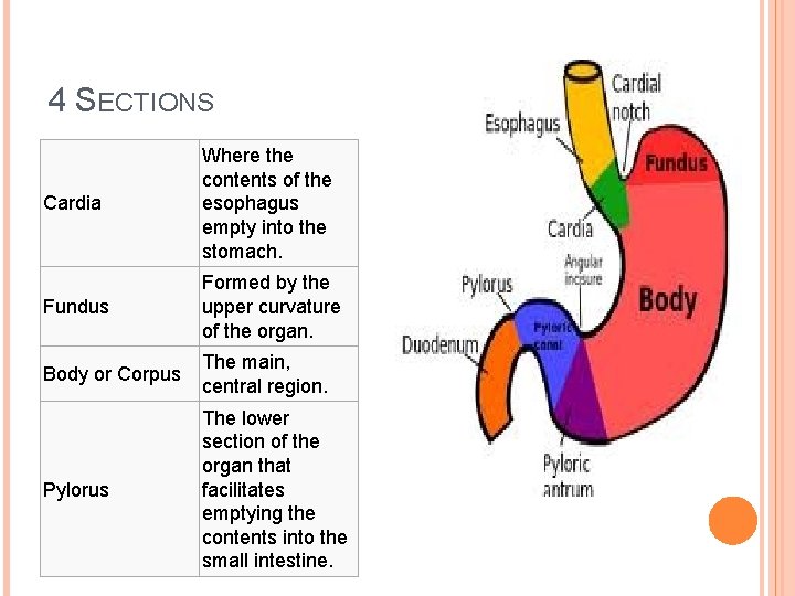 4 SECTIONS Cardia Where the contents of the esophagus empty into the stomach. Fundus