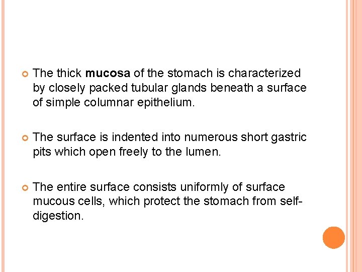 The thick mucosa of the stomach is characterized by closely packed tubular glands