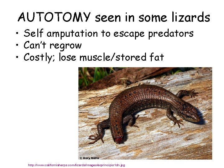 AUTOTOMY seen in some lizards • Self amputation to escape predators • Can’t regrow