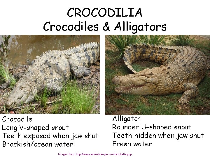 CROCODILIA Crocodiles & Alligators Crocodile Long V-shaped snout Teeth exposed when jaw shut Brackish/ocean
