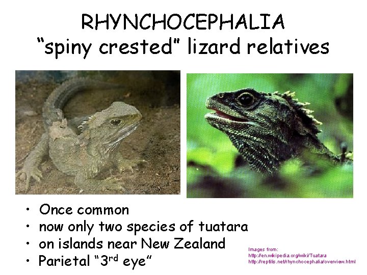 RHYNCHOCEPHALIA “spiny crested” lizard relatives • • Once common now only two species of