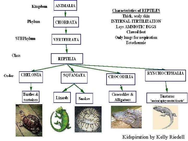 Kidspiration by Kelly Riedell 