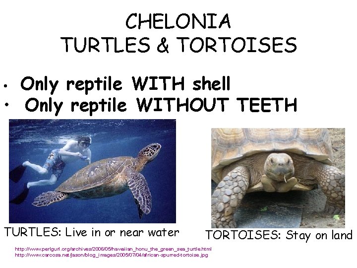 CHELONIA TURTLES & TORTOISES Only reptile WITH shell • Only reptile WITHOUT TEETH •