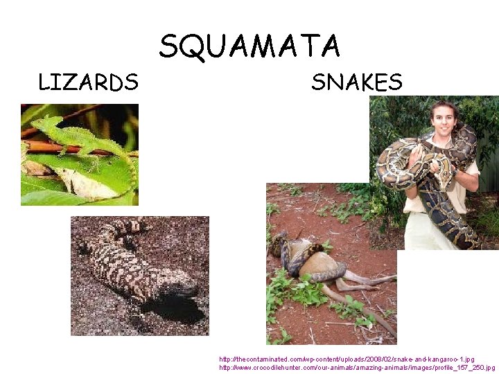 LIZARDS SQUAMATA SNAKES http: //thecontaminated. com/wp-content/uploads/2008/02/snake-and-kangaroo-1. jpg http: //www. crocodilehunter. com/our-animals/amazing-animals/images/profile_157_250. jpg 