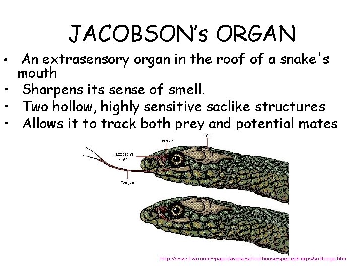 JACOBSON’s ORGAN An extrasensory organ in the roof of a snake's mouth • Sharpens