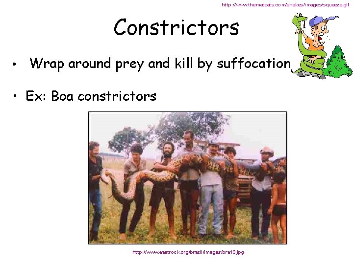 http: //www. thematzats. com/snakes/images/squeeze. gif Constrictors • Wrap around prey and kill by suffocation