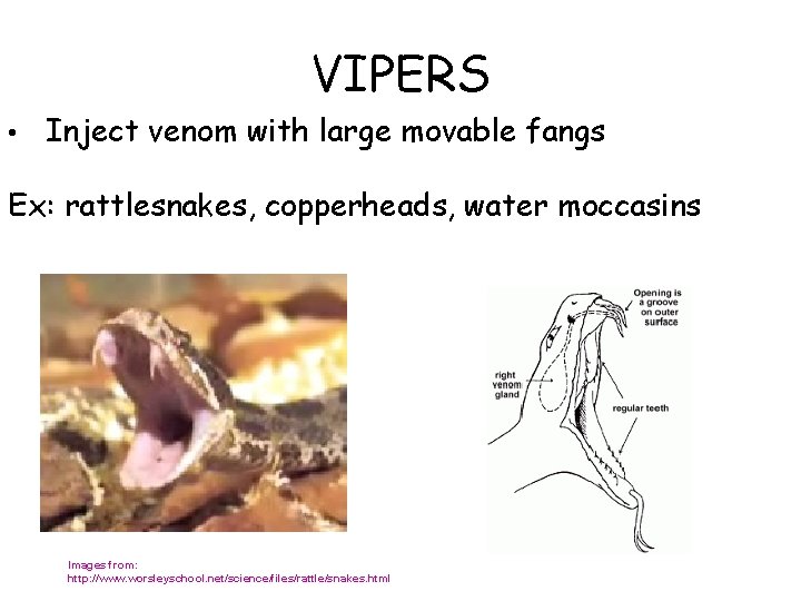 VIPERS • Inject venom with large movable fangs Ex: rattlesnakes, copperheads, water moccasins Images