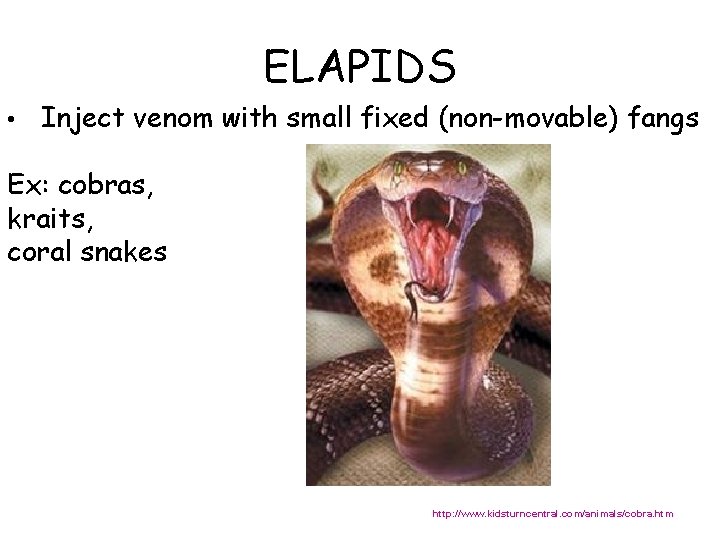 ELAPIDS • Inject venom with small fixed (non-movable) fangs Ex: cobras, kraits, coral snakes