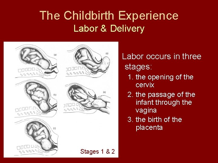 The Childbirth Experience Labor & Delivery Labor occurs in three stages: 1. the opening