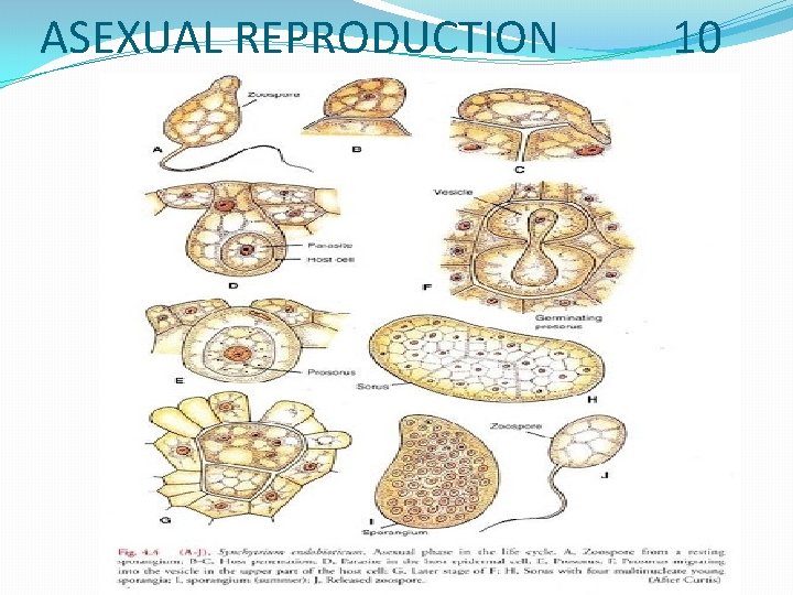 ASEXUAL REPRODUCTION 10 