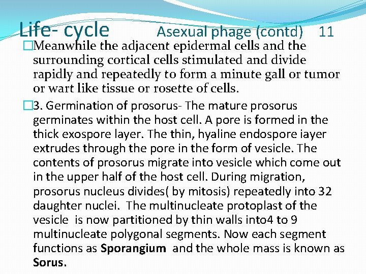 Life- cycle Asexual phage (contd) 11 �Meanwhile the adjacent epidermal cells and the surrounding