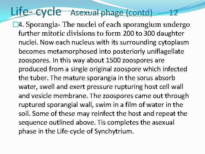 Life- cycle Asexual phage (contd) 12 � 4. Sporangia- The nuclei of each sporangium