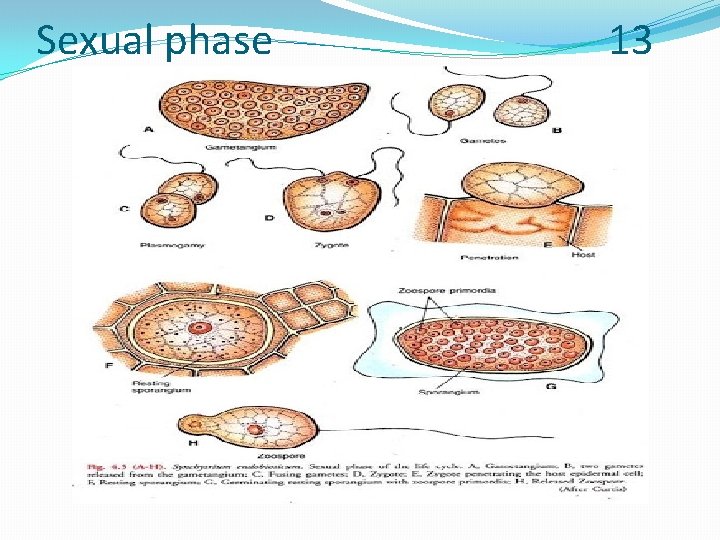 Sexual phase 13 