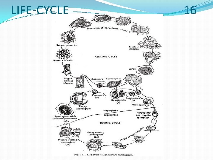 LIFE-CYCLE 16 