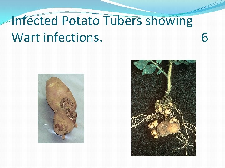 Infected Potato Tubers showing Wart infections. 6 