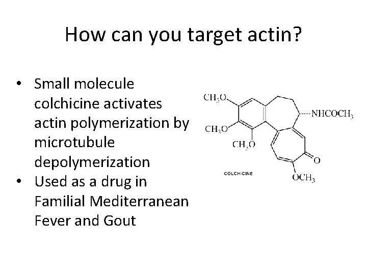 How can you target actin? • Small molecule colchicine activates actin polymerization by microtubule