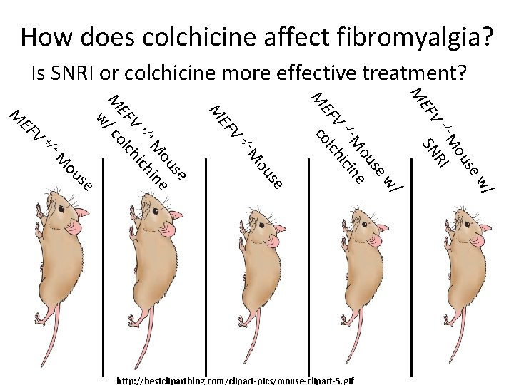 How does colchicine affect fibromyalgia? Is SNRI or colchicine more effective treatment? V EF