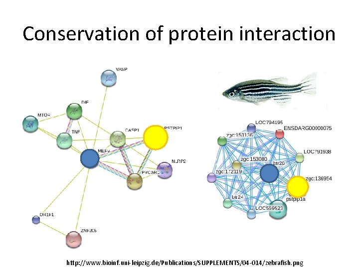 Conservation of protein interaction http: //www. bioinf. uni-leipzig. de/Publications/SUPPLEMENTS/04 -014/zebrafish. png 
