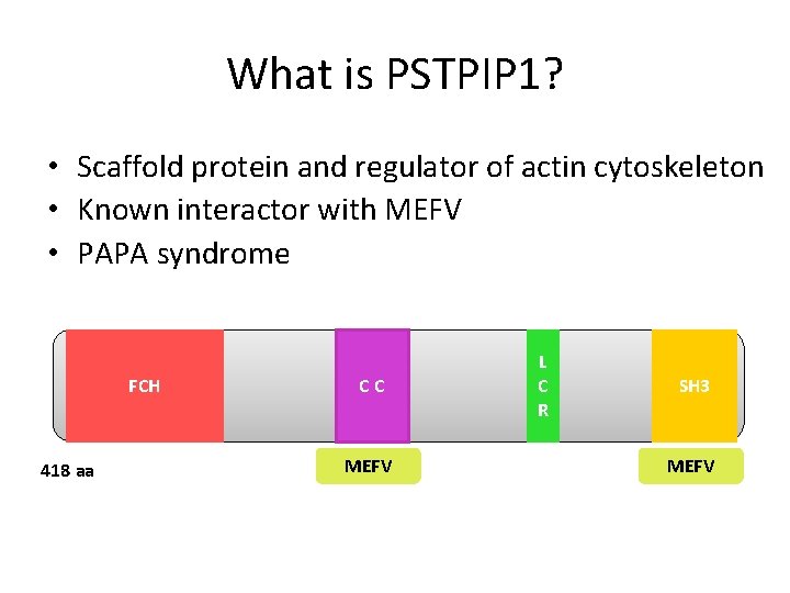 What is PSTPIP 1? • Scaffold protein and regulator of actin cytoskeleton • Known