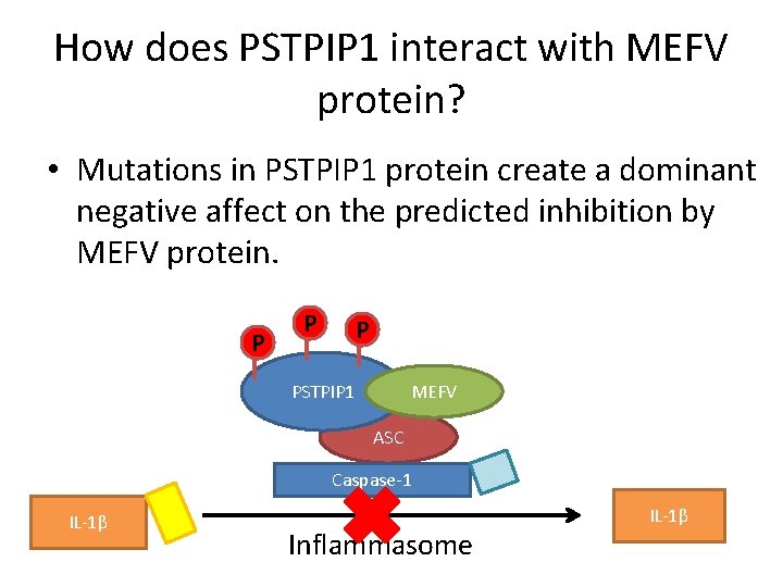 How does PSTPIP 1 interact with MEFV protein? • Mutations in PSTPIP 1 protein