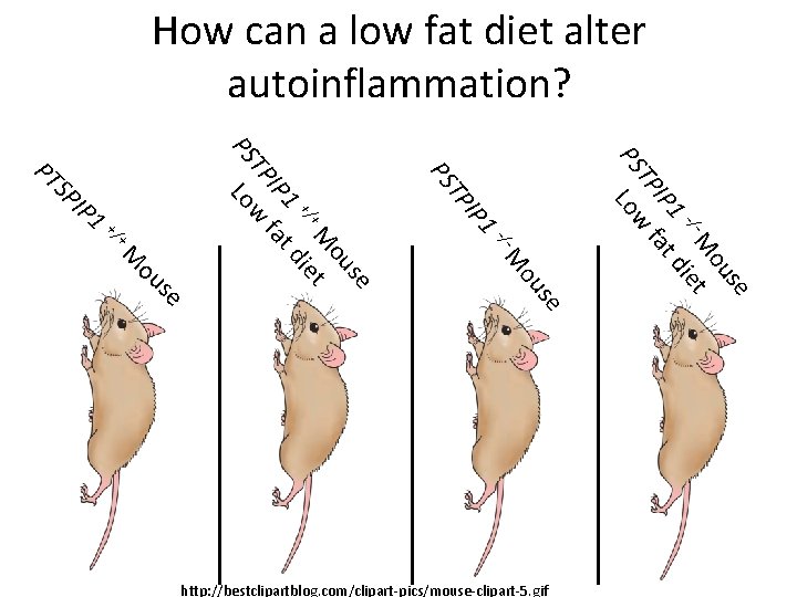 How can a low fat diet alter autoinflammation? -/- se ou M M ou