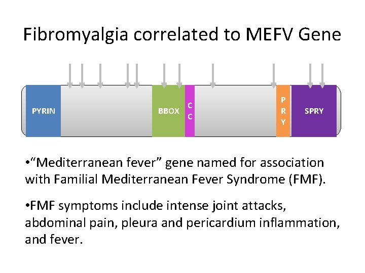Fibromyalgia correlated to MEFV Gene PYRIN C BBOX C P R Y SPRY •