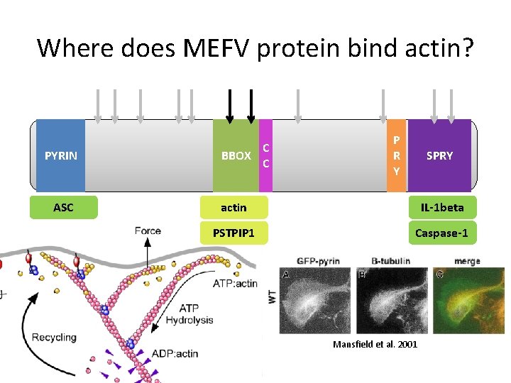 Where does MEFV protein bind actin? PYRIN ASC C BBOX C P R Y