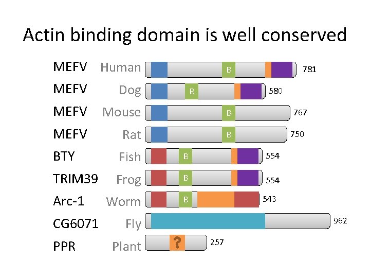 Actin binding domain is well conserved MEFV Human MEFV Dog 781 B 580 B