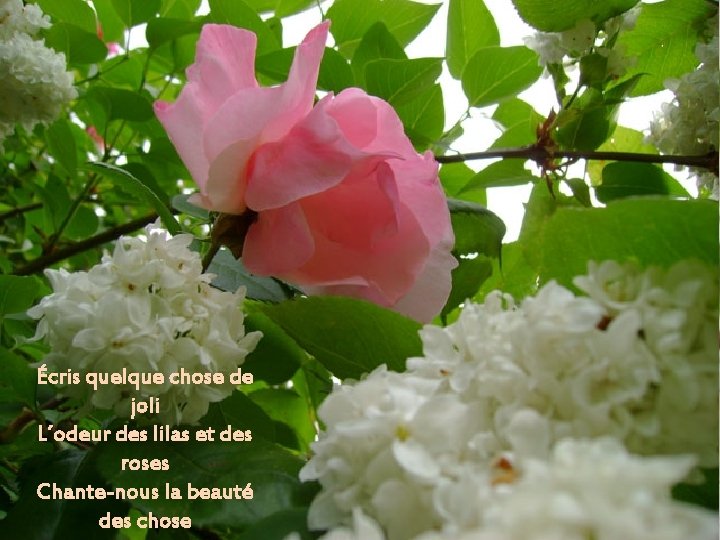 Écris quelque chose de joli L´odeur des lilas et des roses Chante-nous la beauté