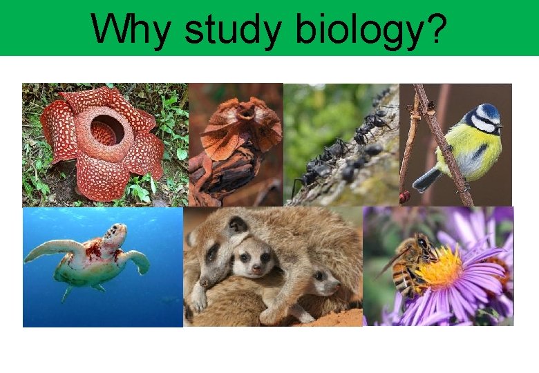 Why study biology? 