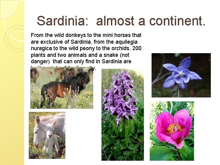 Sardinia: almost a continent. From the wild donkeys to the mini horses that are