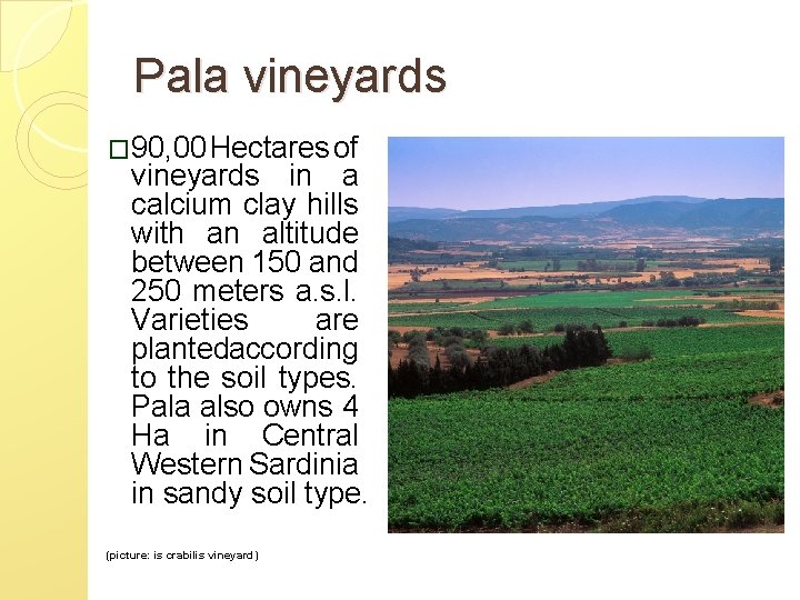 Pala vineyards � 90, 00 Hectares of vineyards in a calcium clay hills with