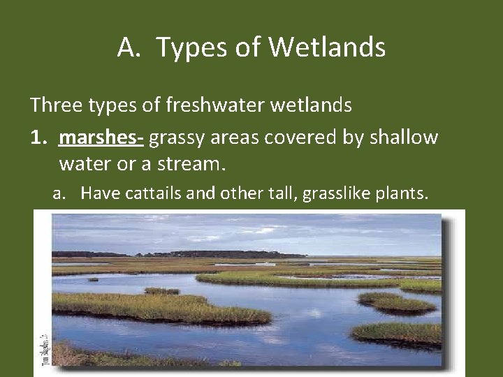 A. Types of Wetlands Three types of freshwater wetlands 1. marshes- grassy areas covered