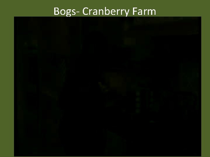 Bogs- Cranberry Farm 