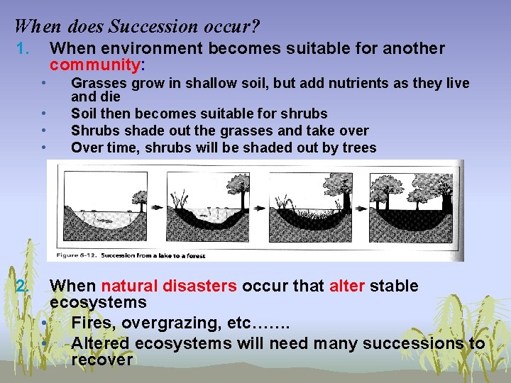 When does Succession occur? 1. When environment becomes suitable for another community: • •
