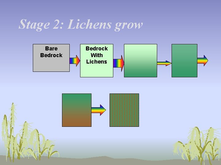 Stage 2: Lichens grow Bare Bedrock With Lichens 