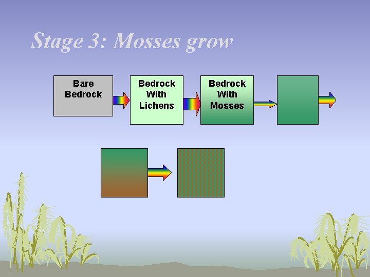 Stage 3: Mosses grow Bare Bedrock With Lichens Bedrock With Mosses 