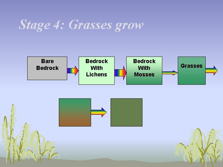 Stage 4: Grasses grow Bare Bedrock With Lichens Bedrock With Mosses Grasses 