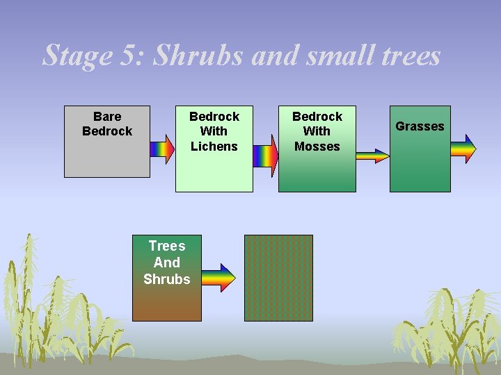 Stage 5: Shrubs and small trees Bare Bedrock With Lichens Trees And Shrubs Bedrock