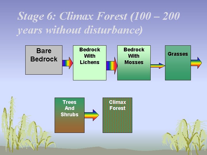 Stage 6: Climax Forest (100 – 200 years without disturbance) Bedrock With Lichens Bare
