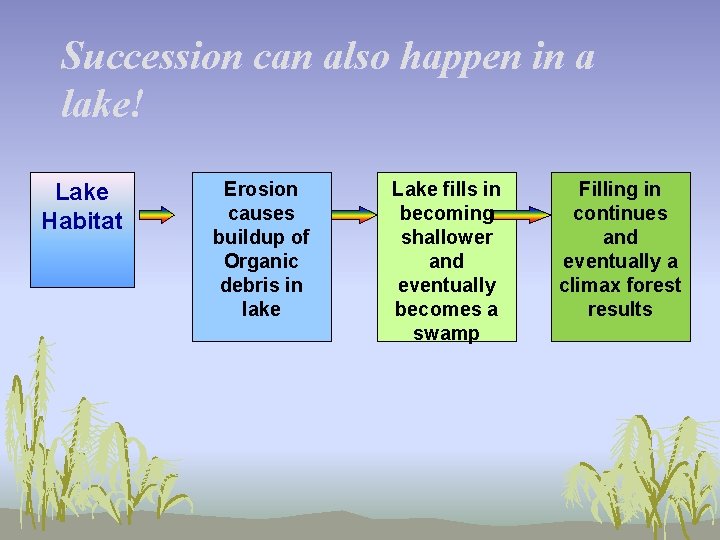 Succession can also happen in a lake! Lake Habitat Erosion causes buildup of Organic