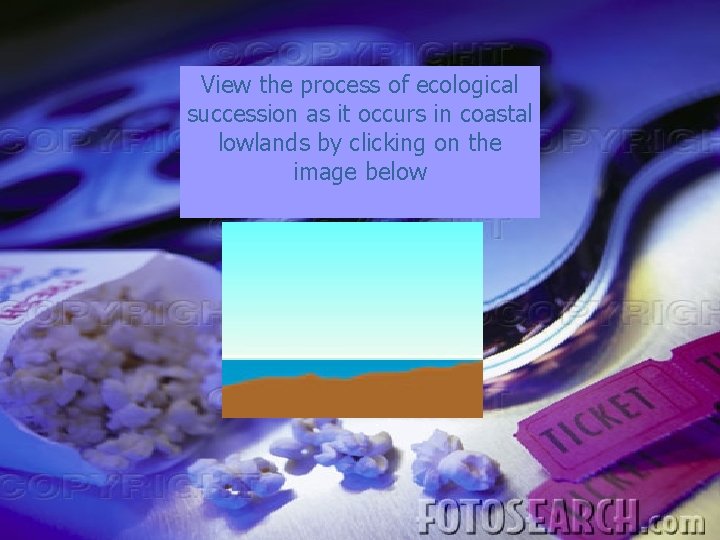 View the process of ecological succession as it occurs in coastal lowlands by clicking