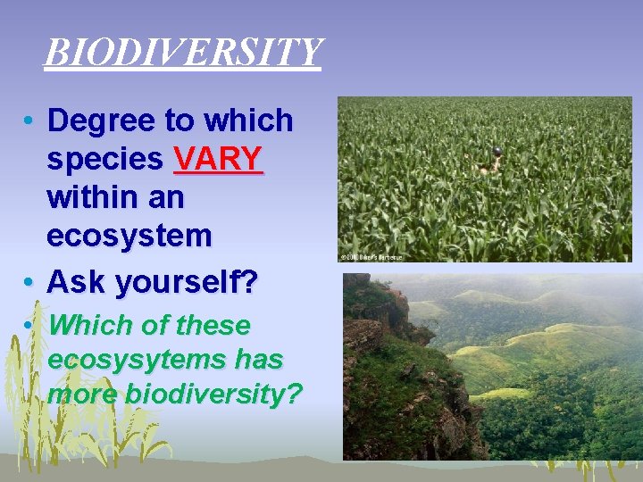BIODIVERSITY • Degree to which species VARY within an ecosystem • Ask yourself? •