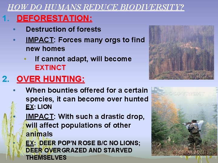 HOW DO HUMANS REDUCE BIODIVERSITY? 1. DEFORESTATION: • • Destruction of forests IMPACT: Forces