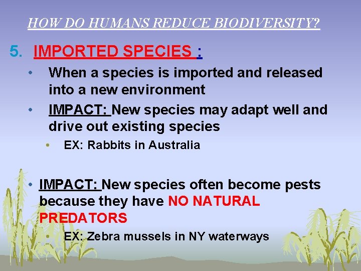 HOW DO HUMANS REDUCE BIODIVERSITY? 5. IMPORTED SPECIES : • • When a species