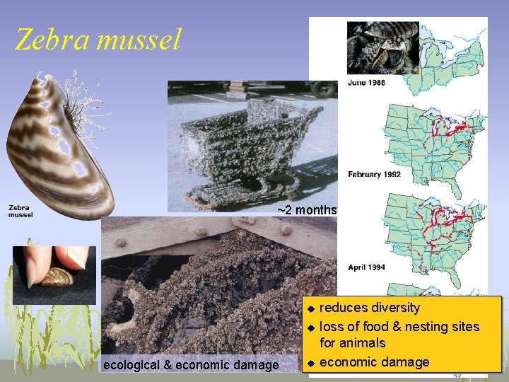 Zebra mussel ~2 months u u ecological & economic damage u reduces diversity loss