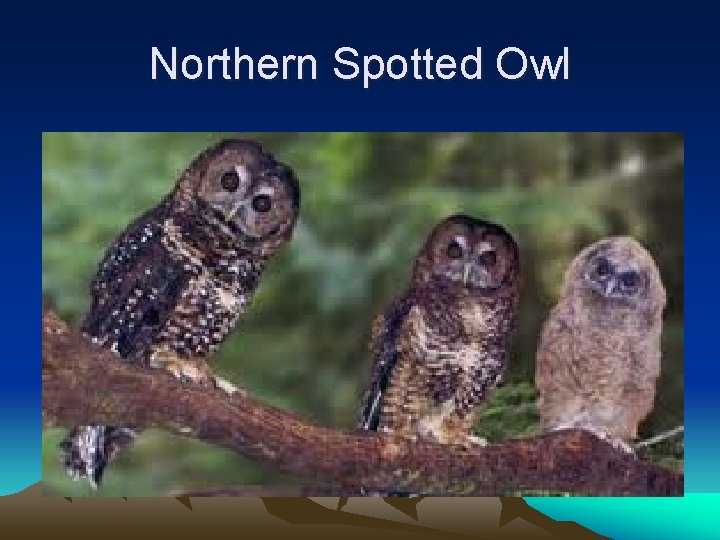 Northern Spotted Owl 